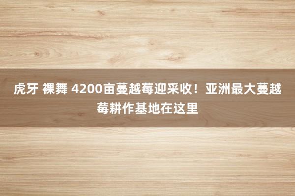 虎牙 裸舞 4200亩蔓越莓迎采收！亚洲最大蔓越莓耕作基地在这里