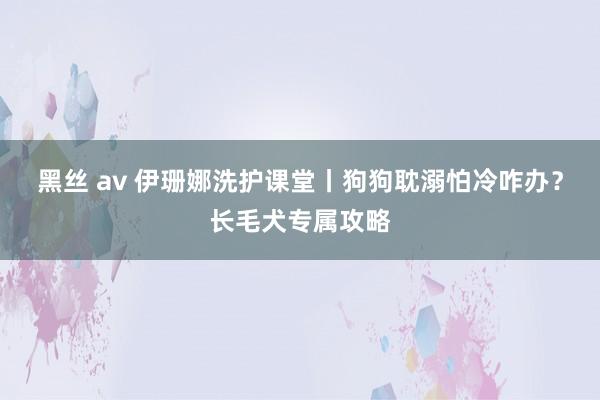 黑丝 av 伊珊娜洗护课堂丨狗狗耽溺怕冷咋办？长毛犬专属攻略